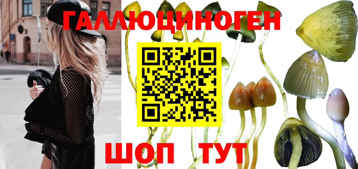 Псилоцибиновые грибы Psilocybine cubensis Североуральск